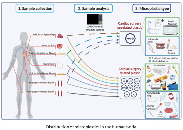 The contamination of microplastics has reached the human body